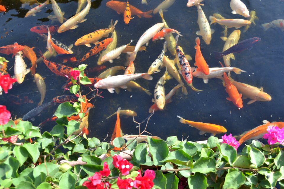 Animals fish nature