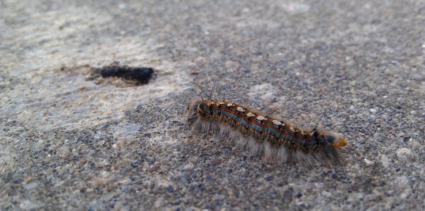 Macro invertebrate
