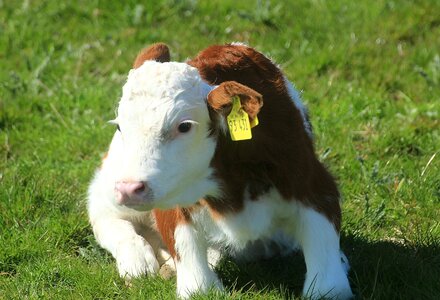 Holstein cow milk cow cattle photo