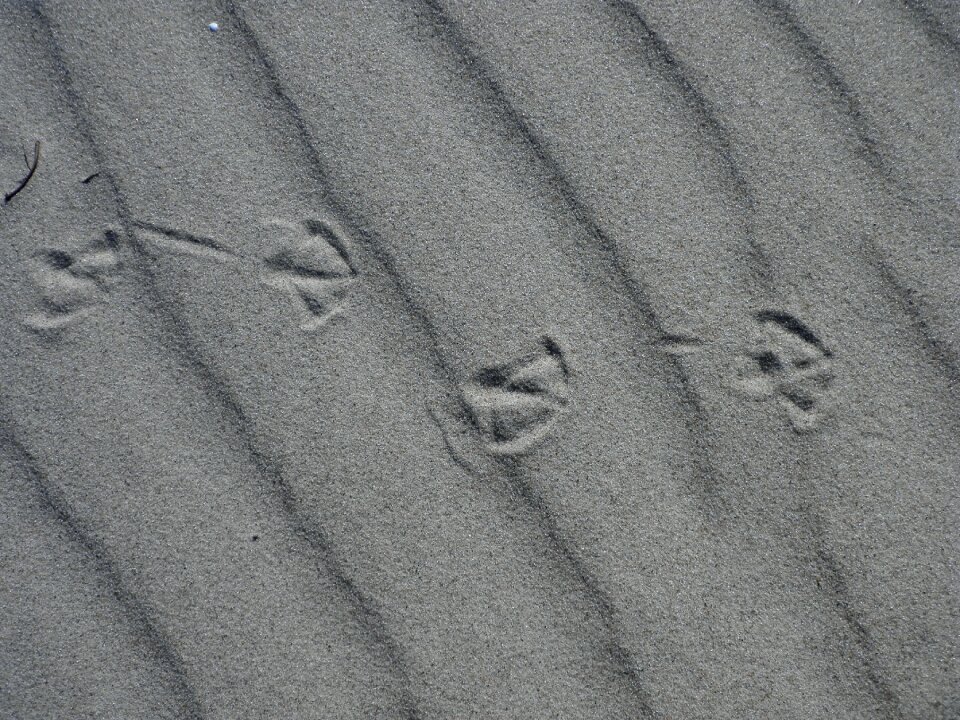 Reprint beach grains of sand photo