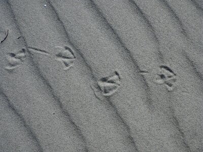 Reprint beach grains of sand photo