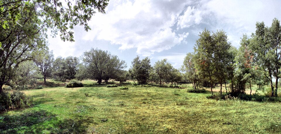 Trees sky field photo