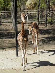 Animal spotted zoo