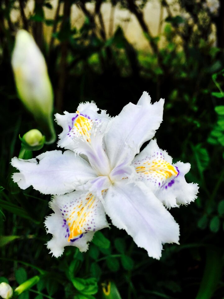 Flower nature white