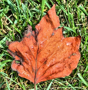 Forest nature foliage