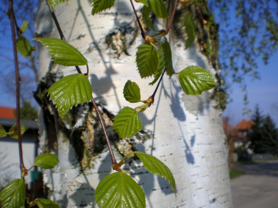 Leaves green nature