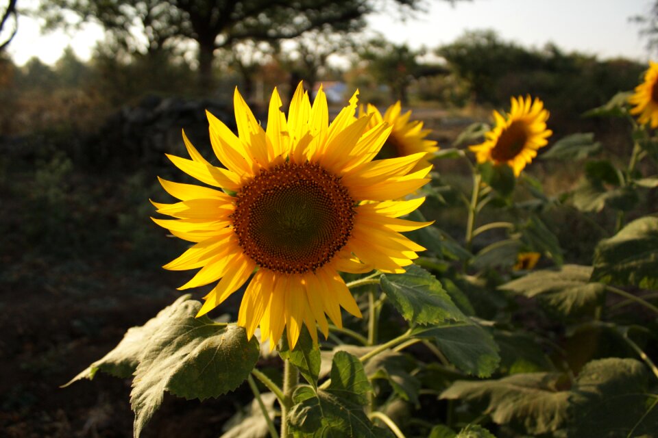 Dallight flower