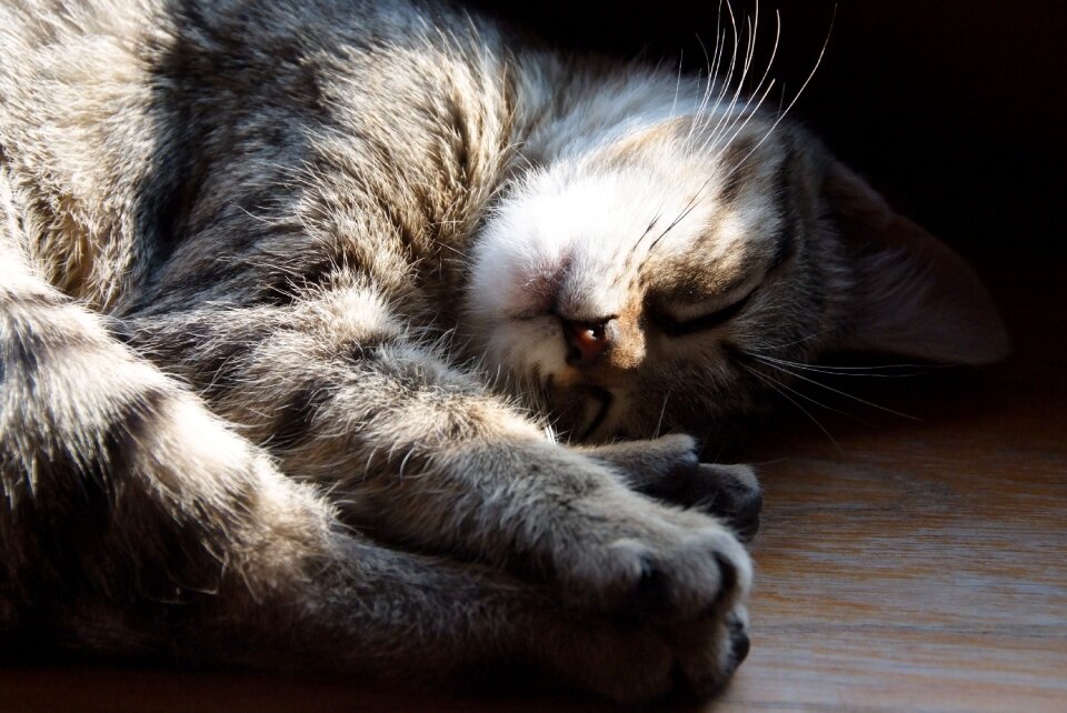 A young kitten charming fur