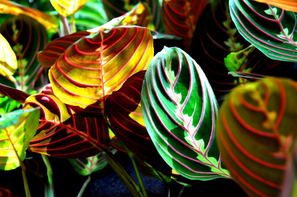 Maranta green house plant