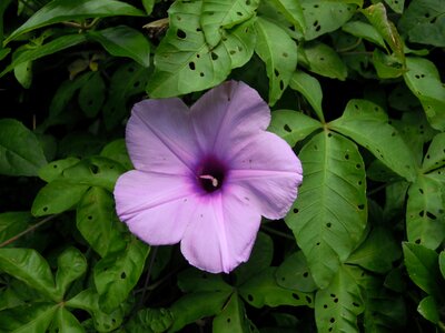 Morning glory purple taipei