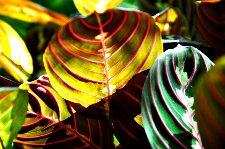 Maranta green house plant