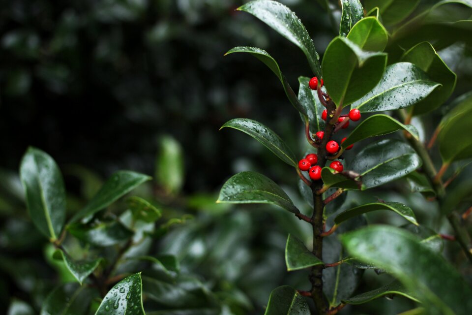 Fruit green natural