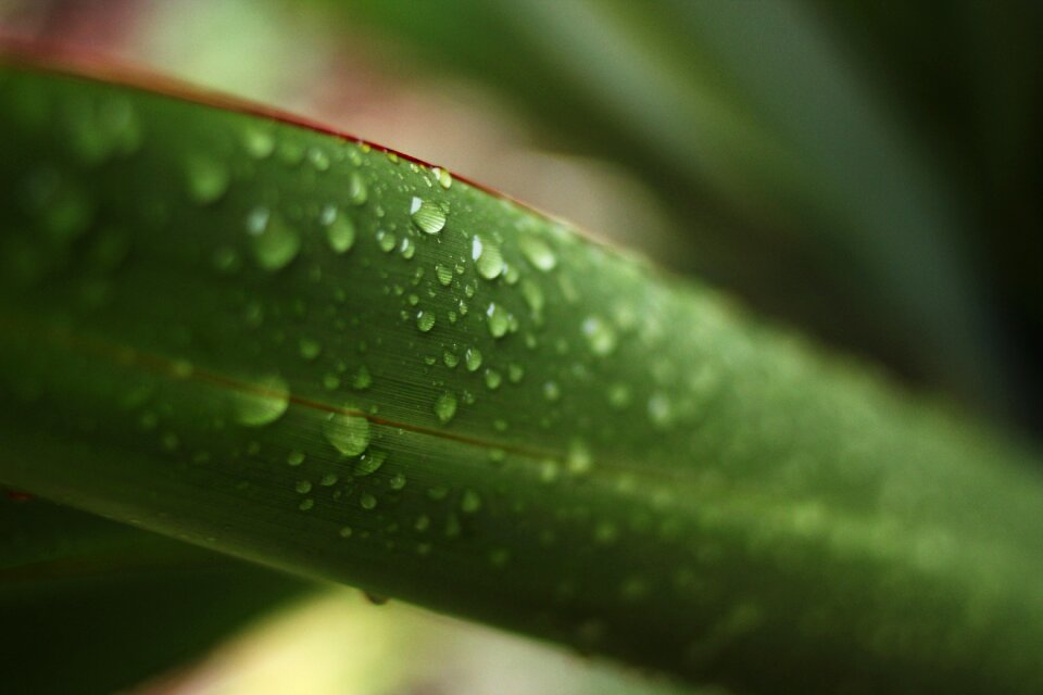 Green nature water