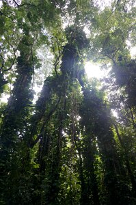 Tropical rainforest photo