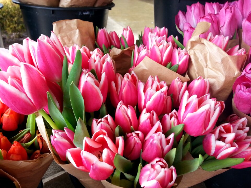 Flowers bouquet