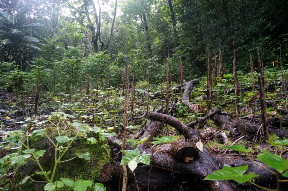 Tropical rainforest