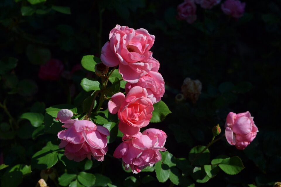 Rose pinkrose flower