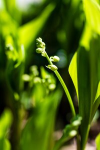 Green plant floral