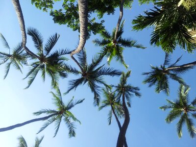 Blue tropical palm photo