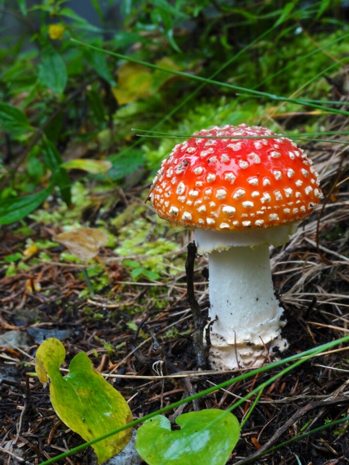 Autumn red poison