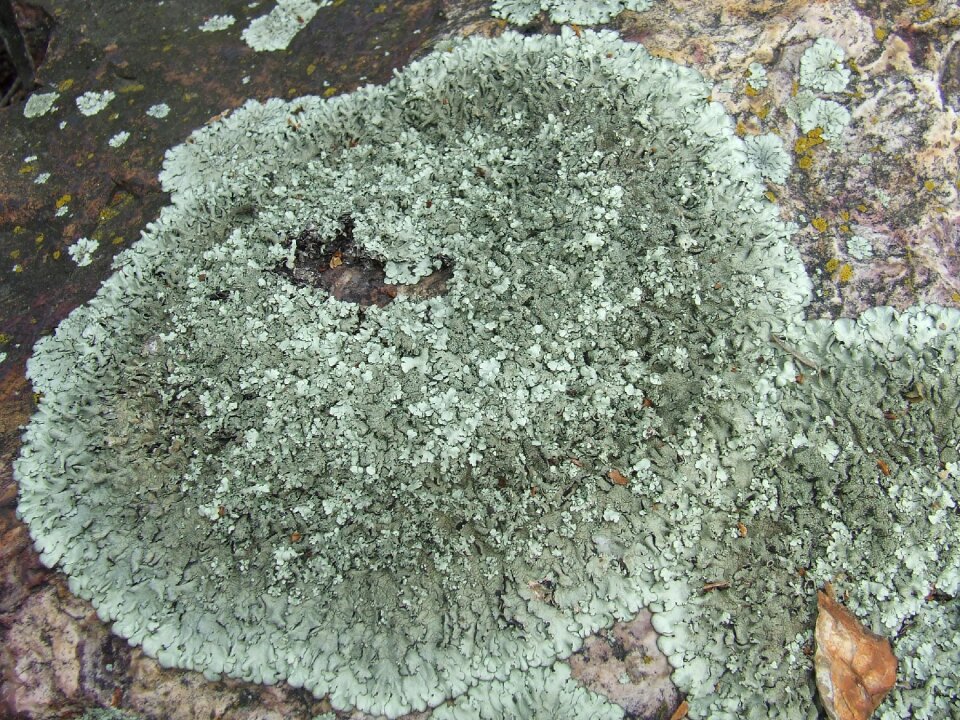 Stone nature plant