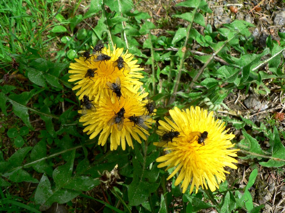 Summer insect yellow