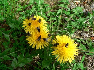 Summer insect yellow