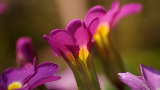 Flowering purple flower bud