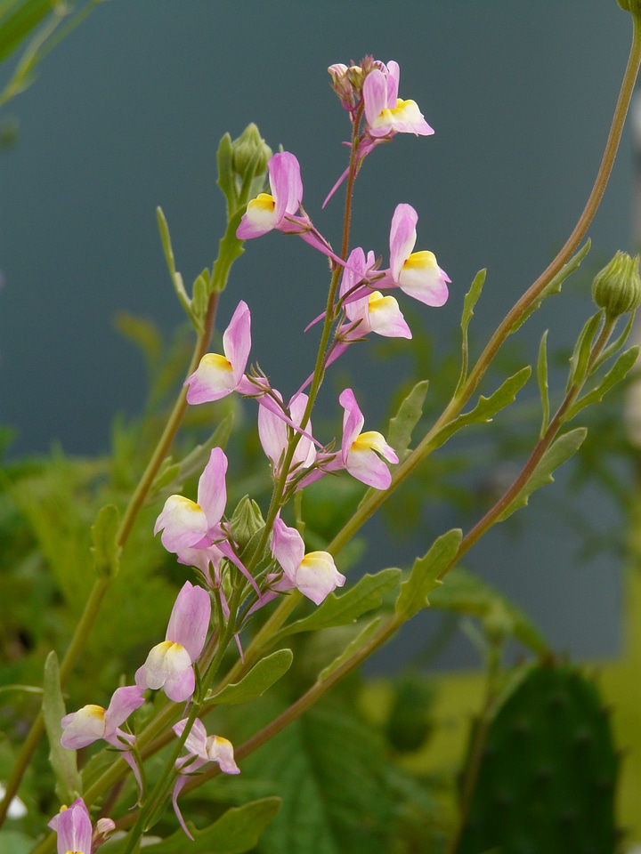 Summer flower linaria maroccana linaria bitartita
