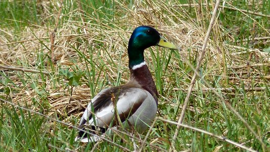 Ducks waterfowl nature plumage