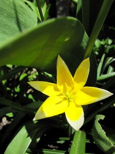 Stamens sun spring
