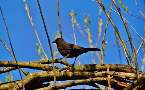 Bird black singers