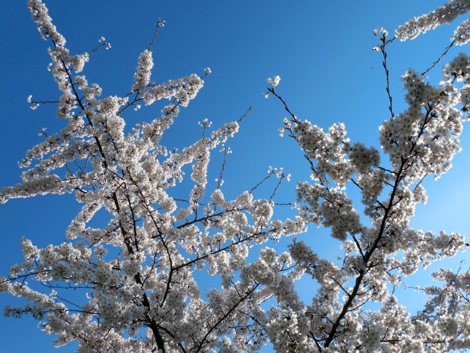 Spring nature garden