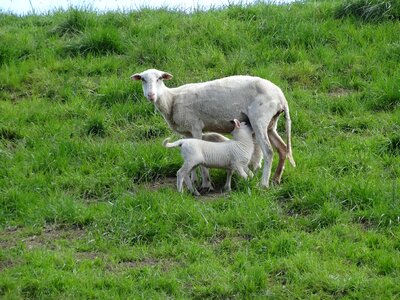 Frolic netherlands young photo