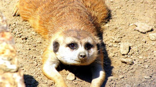 Cute zoo animal