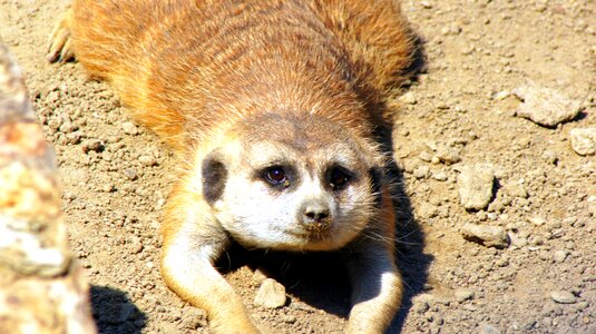 Cute zoo animal photo