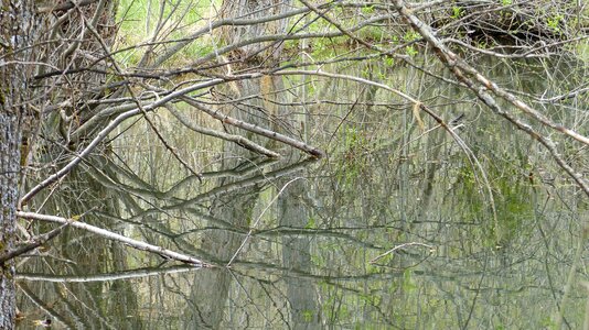 Marsh landscape reflections