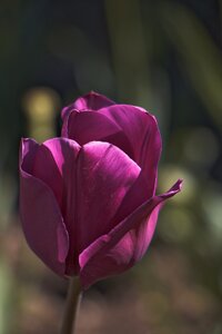 Violet vegetation plant