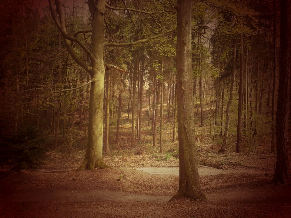 Landscape mood fairy tale forest