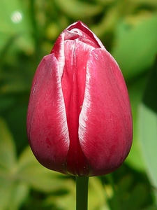 Backlighting beautiful tulpenbluete