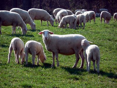 Wool pasture animals photo