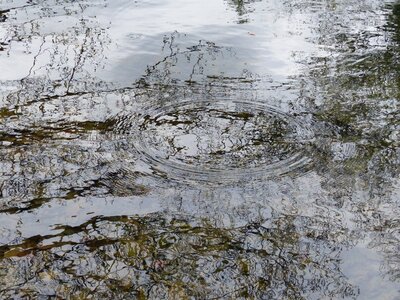 Nature water plan reflections photo