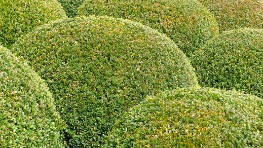 Massif boxwood bowls