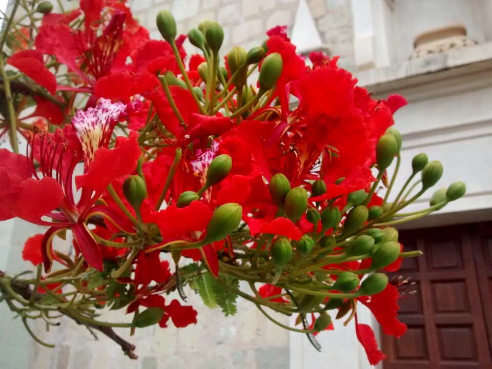 Flower red flower delonix regia