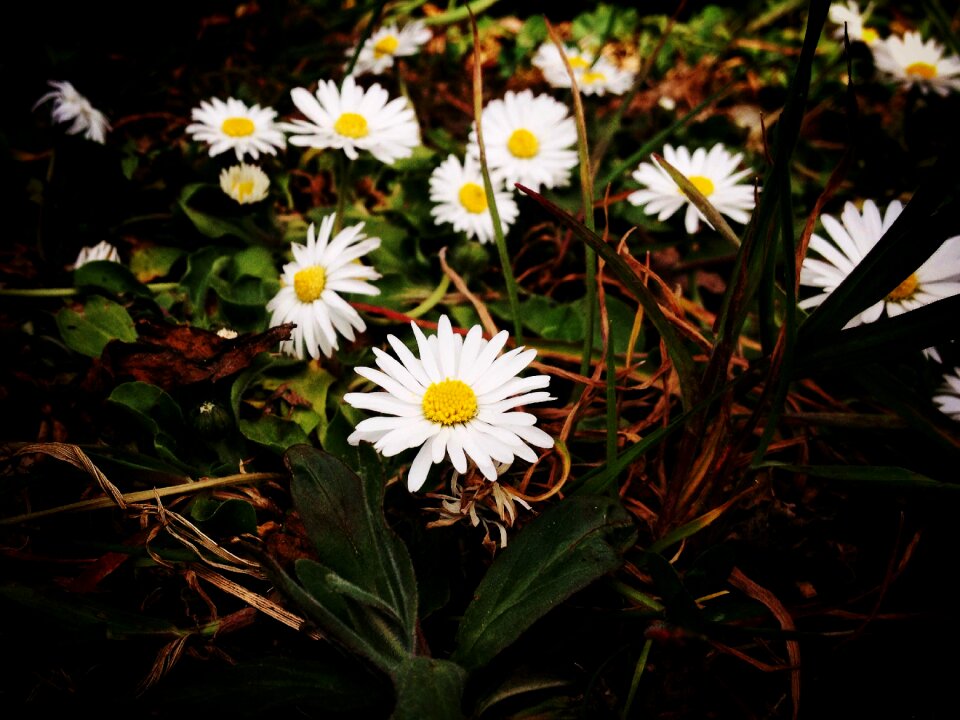 Bloom bloom white