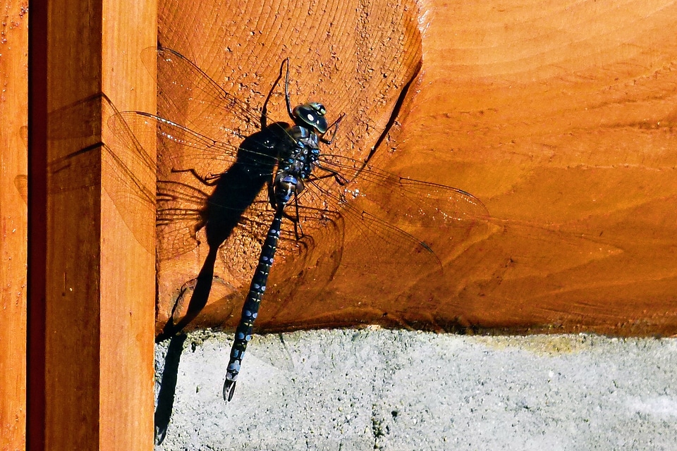 Wing sitting fauna