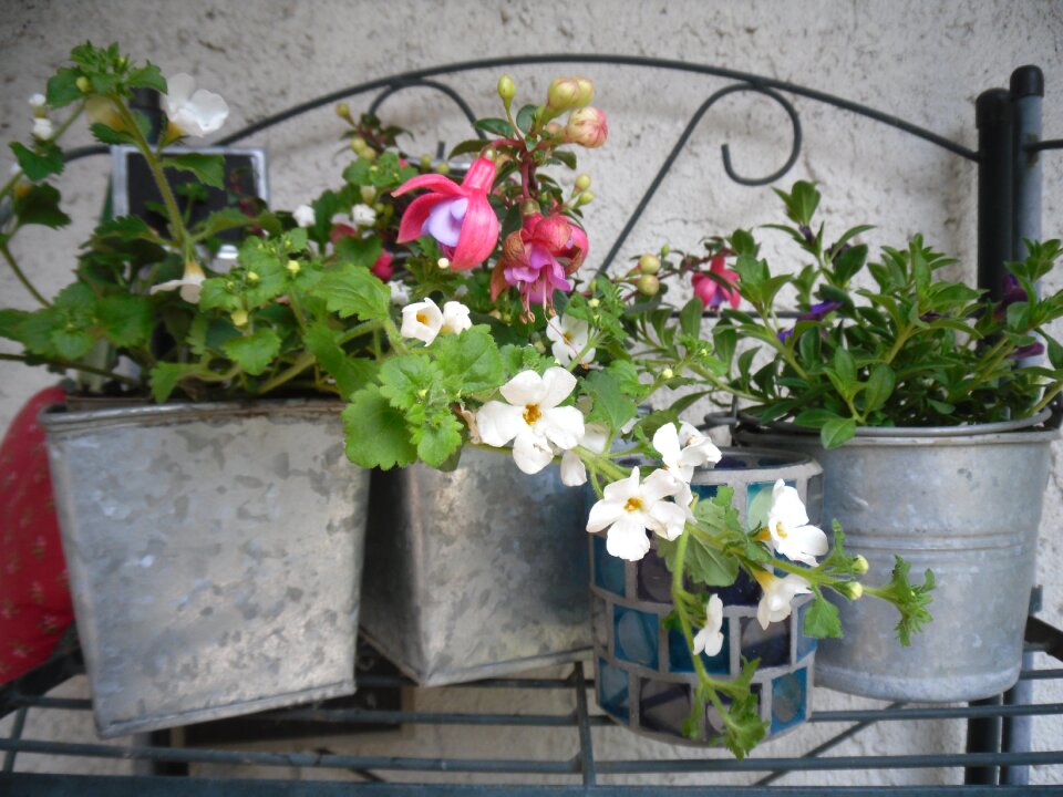 Spring flowers plantation