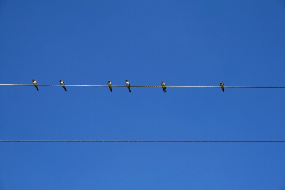 Against sky birds feathered race