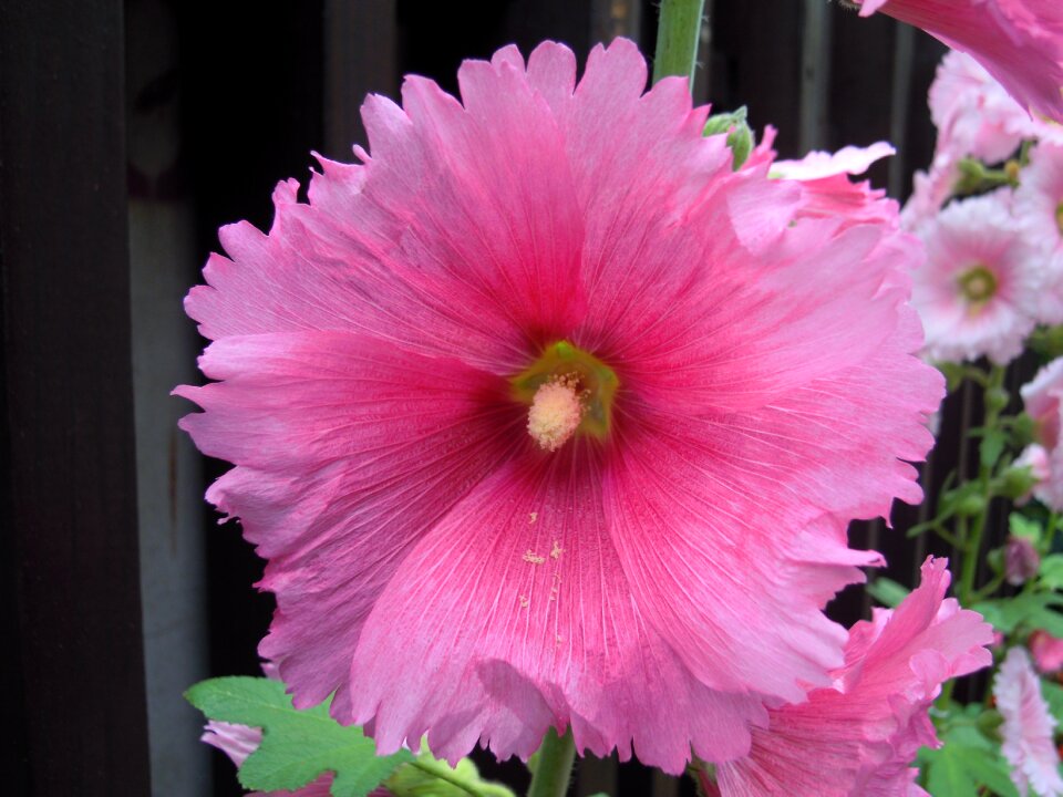 Pink shihlin flower