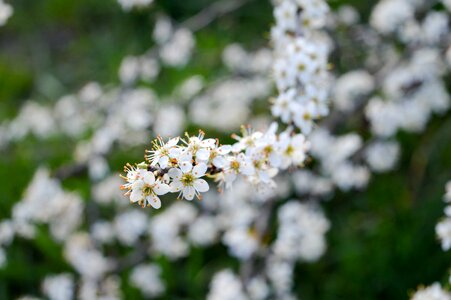 Flower branch hungary